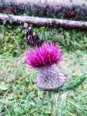 Motyl